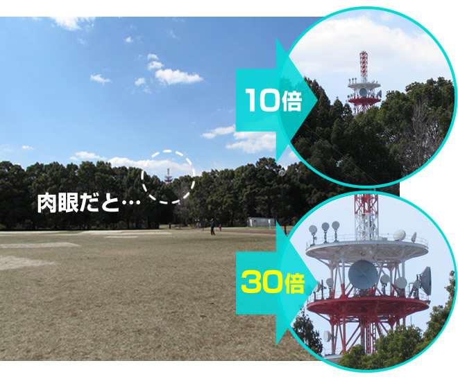 SIGHTRON SAFARI 30倍ズーム双眼鏡 LIMITED